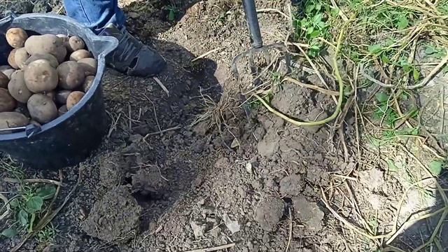 Копаем картошку сорта киви. урожай картофеля сорта киви. смотреть онлайн