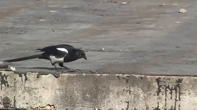 Eurasian magpie or common magpie - Европейская сорока или обыкновенная сорока (2) смотреть онлайн