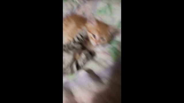 Заки и его братья