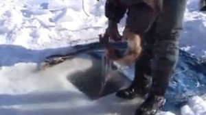 Зимняя рыбалка на Каспии пром лов.