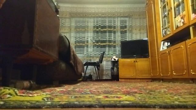 Каждый раз, когда после прогулки Арчи побывает в лапомойке, он носится по квартире, как угорелый =) смотреть онлайн