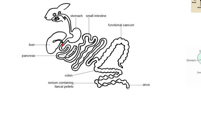 Digestion2-Overview of the digestive tract-dog, cat, horse смотреть онлайн