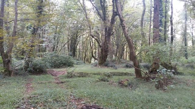 Субтропический лес Абхазии. Предгорья Кавказа смотреть онлайн