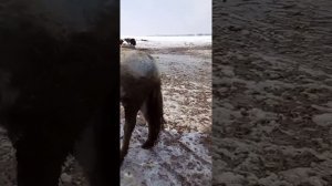 Зарезали Лошадь