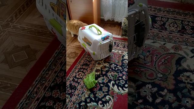 кот Кузя хочет на дачу смотреть онлайн