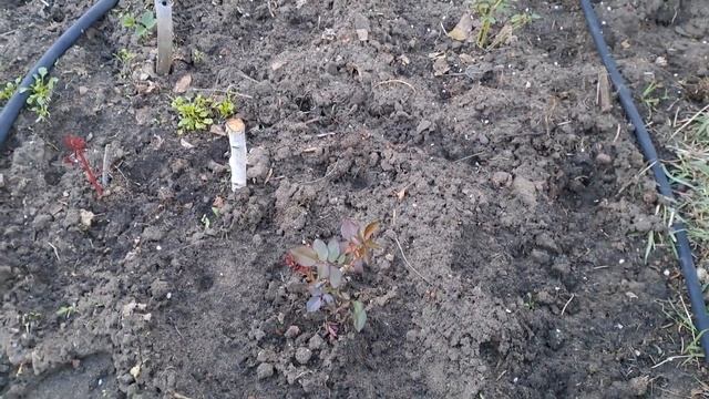 Рассада томатов(Бобкат).11.05.23.Сев.Каз..Ч.498. смотреть онлайн