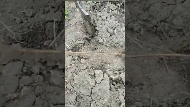 8.04.23. Посадка інжиру "Браун Туркей","Брунсвік" та "Долматский" смотреть онлайн