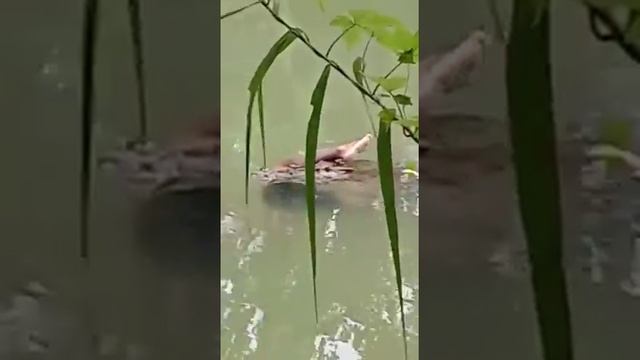 Монстр! Ужас!!! Крокодил съел человека. смотреть онлайн