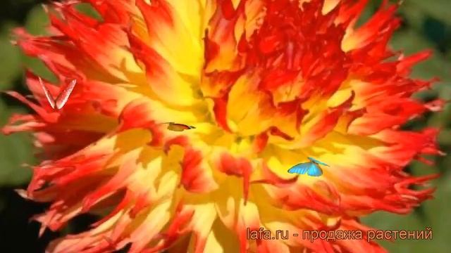 Георгина бахромчатая Пайнлендс Пэм ? обзор: как сажать, рассада георгины Пайнлендс Пэм