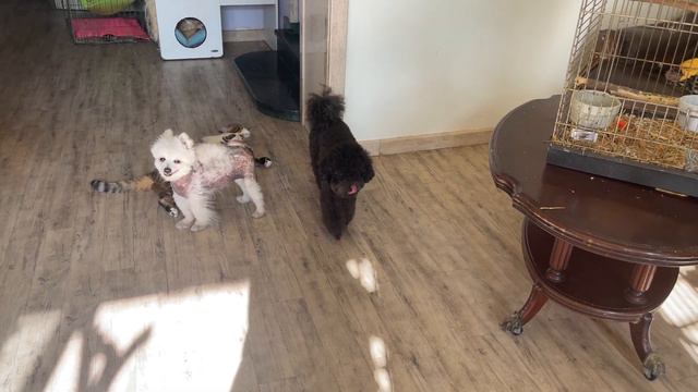 Charlie the parrot started raising Zoo Home residents