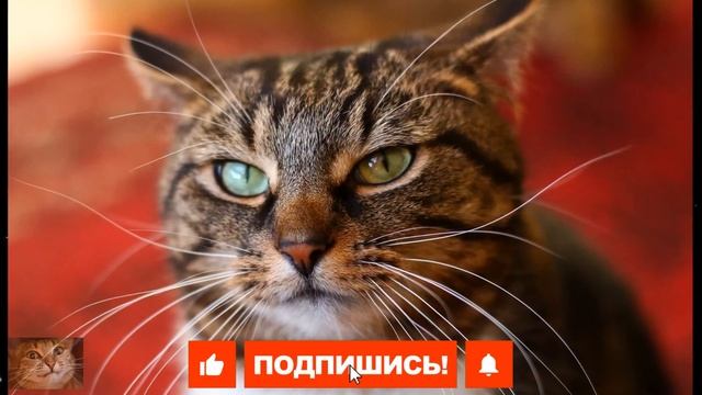 У Вашей Кошки Устали Усы? СРОЧНО УЗНАЙТЕ ЧТО ЭТО ТАКОЕ! Как Помочь Котейке смотреть онлайн