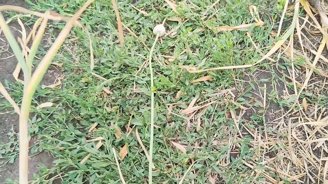 ВАЖНО! Уборка ЧЕСНОКА. ГОТОВИМ чеснок к ХРАНЕНИЮ. смотреть онлайн