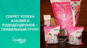 Секрет успеха для азалий и рододендронов – правильный грунт.