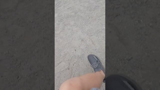 3 вида обобусов смотреть онлайн