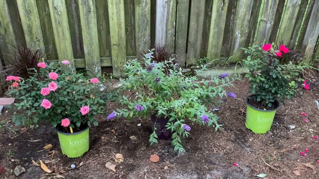 Planting Project!!🌹🌸💜✨🌿 S:1, Ep.19//Ultimate Gardening смотреть онлайн