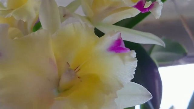 Blc Momilani Rainbow 'Waldor' смотреть онлайн