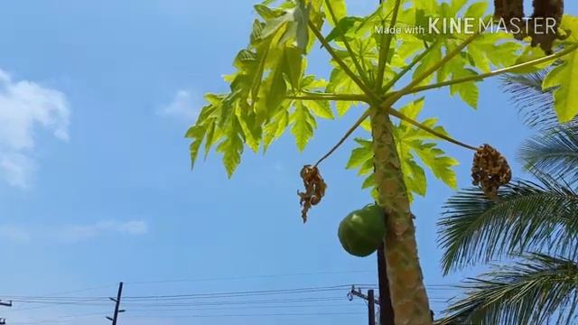 Орехи Макадамия. Macadamia Nuts. Hamakua Part 2 смотреть онлайн