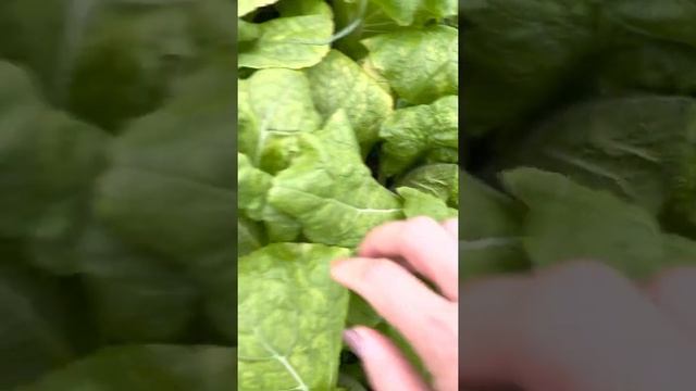 Пекинская капуста в Подмосковье в условиях холодной теплицы смотреть онлайн