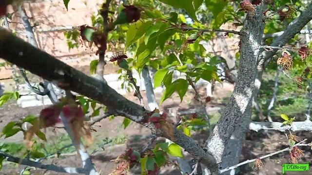 Монилиоз и итоги весенних обработок сада от болезней, Астрахань 2022г смотреть онлайн