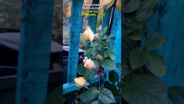 Роза Кэндллайт в моем саду 26.10.21г (Tantau, Германия, 1994) Candlelight Rose in my garden #shorts смотреть онлайн