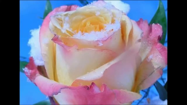 РОЗЫ НА СНЕГУ смотреть онлайн