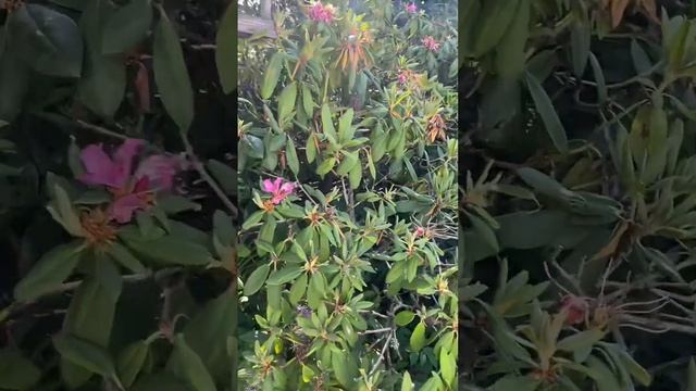 Почему я не выбрасываю стрелку чеснока ? Варенье 5-ти минутка . смотреть онлайн