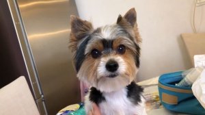 Стрижка бивер йорка.