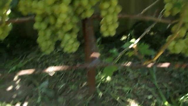 Урожай 2022г обзор. виноград Бажена. Ирэн. Блондинка ранняя. Клубничный смотреть онлайн