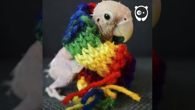 Непростая жизнь попугая Реи смотреть онлайн