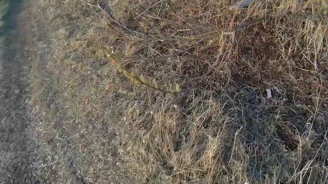 Stinger Bigfish - удочка для тирольки и балды