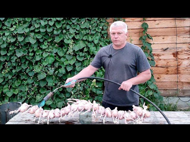 Потерял сноровку С обработкой перепелов все очень не просто Забой, ощип и потрошение Показываю как смотреть онлайн