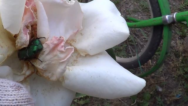 КАК ОСТАНОВИТЬ ВРЕМЯ / МОЙ ДОНОР / ЗАТО КРУТИТСЯ И ЦЕЛОЕ / НЫНЧЕ НЕ В МОДЕ / ДОРОГОЕ УДОВОЛЬВСТВИЕ смотреть онлайн