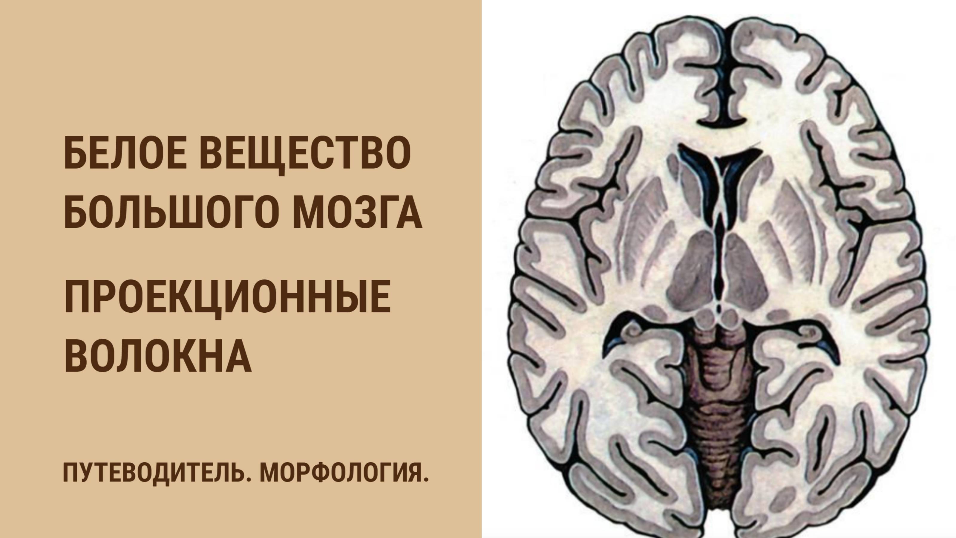 Белое вещество большого мозга. Проекционные волокна смотреть онлайн