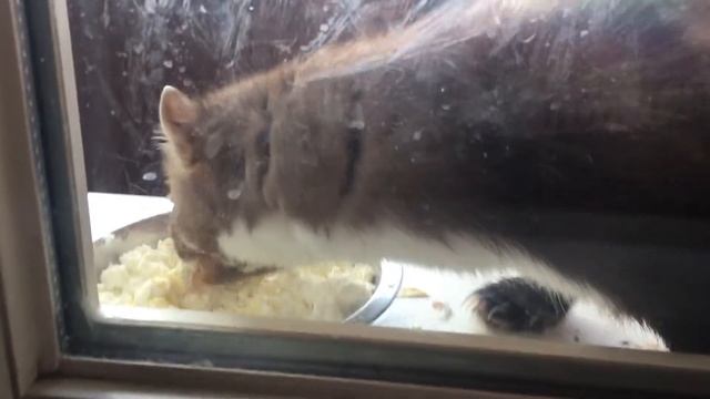 Каменная куница Хрюша) 10 лет) смотреть онлайн