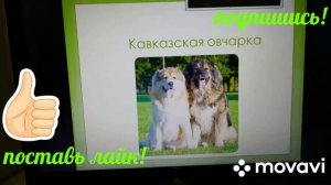 Служебные породы собак. Смотрим презентацию вместе с Джони.