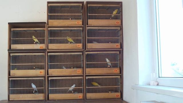 001 Кенары-птенцы 2014г.