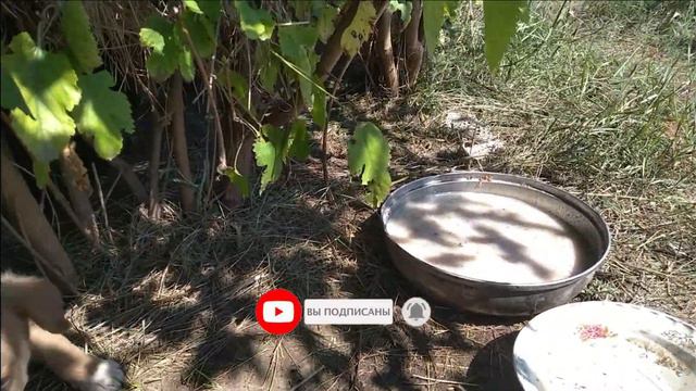 #puppy Video Щенки продолжают изучать местность.Puppies Continue To Explore The Area. #dog #puppies