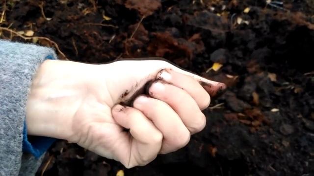 торф верховий для голубики, лохини. відмінність від низинного.. смотреть онлайн