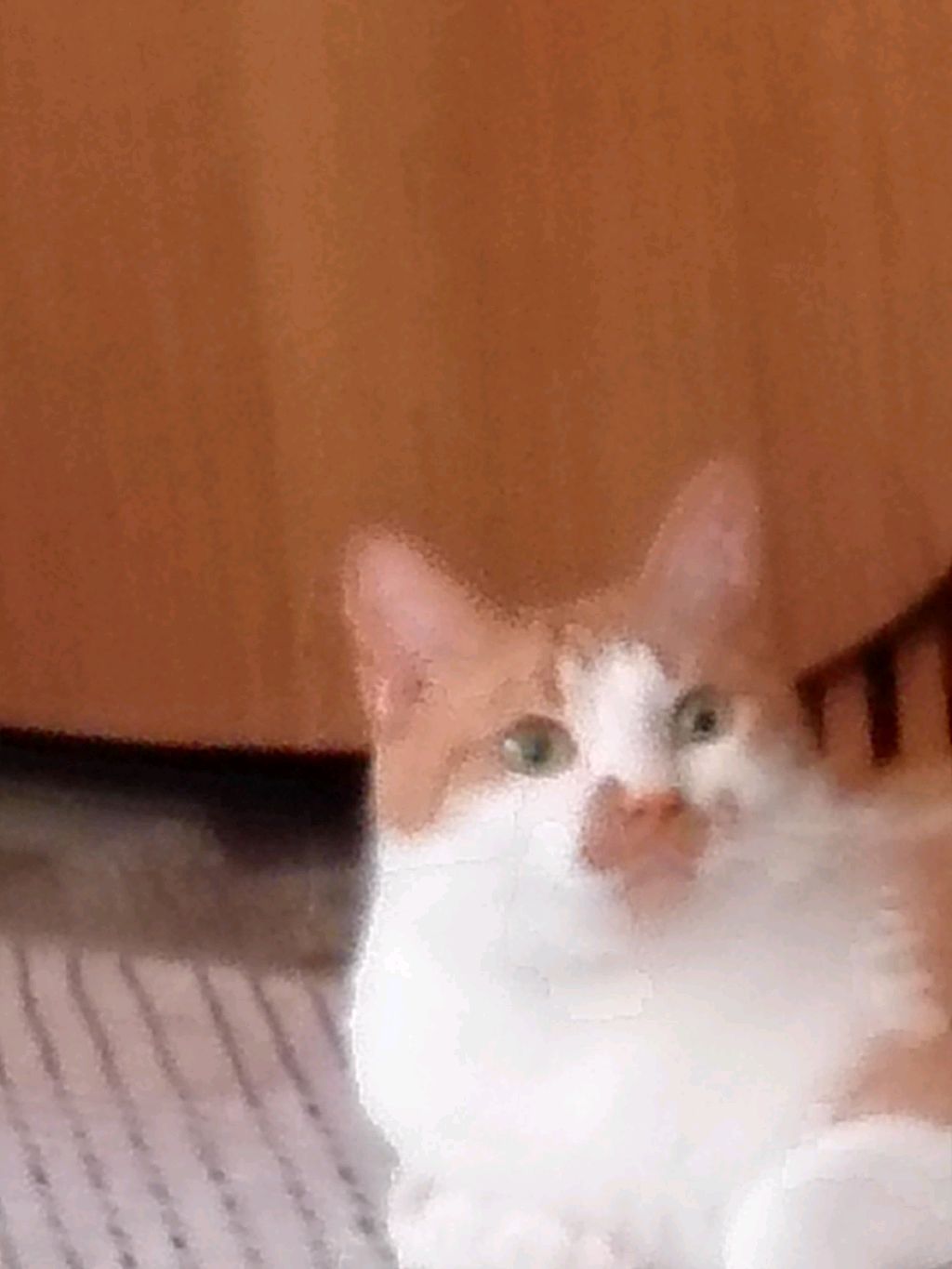 факты о моём коте смотреть онлайн
