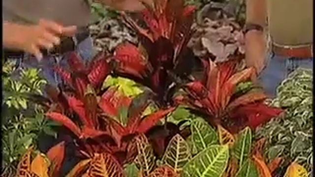 Indoor Plants - Bob Polomski & Bill Head at Head Lee Nursery смотреть онлайн