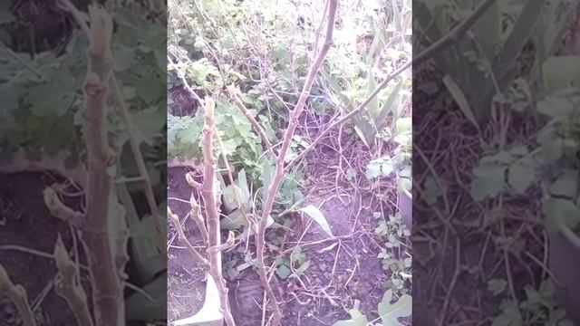 Инжир после зимовки в открытом грунте.Привет из Краснодара.????️ смотреть онлайн