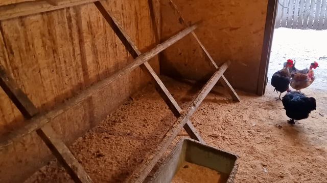 как соединить взрослых кур и молодняк? смотреть онлайн