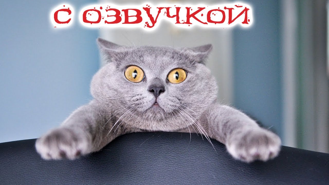 ПРИКОЛЫ С КОТАМИ! - С ОЗВУЧКОЙ! Самые смешные животные! СМЕШНЫЕ КОТЫ! смотреть онлайн