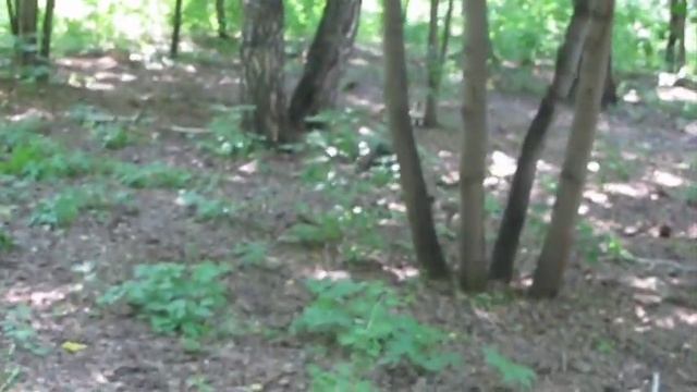 Лес - загадки смотреть онлайн