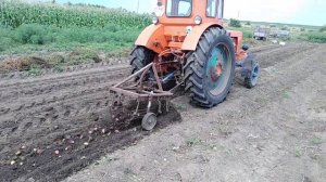 Уборка картофеля самодельной грохотной копалкой трактором Т-40