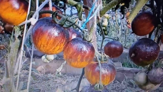 Розовый сибирский тигр, Суперэкзотик, Полосатая милая темная и другие красавцы в обзоре теплицы смотреть онлайн
