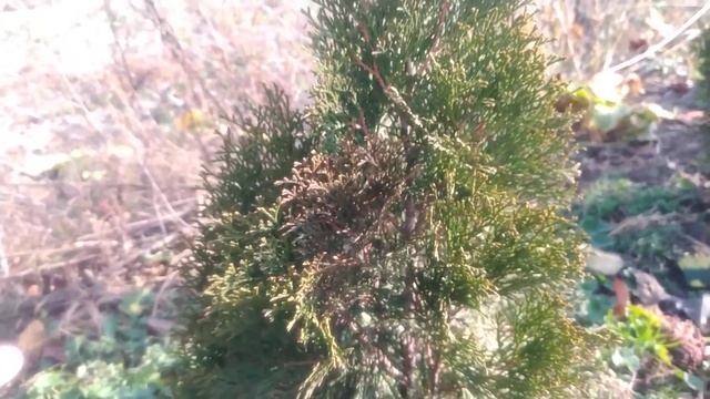 Туя заболела.Чем лечить Тую Брабант,Смарагд? Tui's disease смотреть онлайн