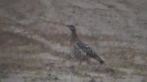 Охота на глухаря. Охолощенный калаш. Хмао югра..mp4