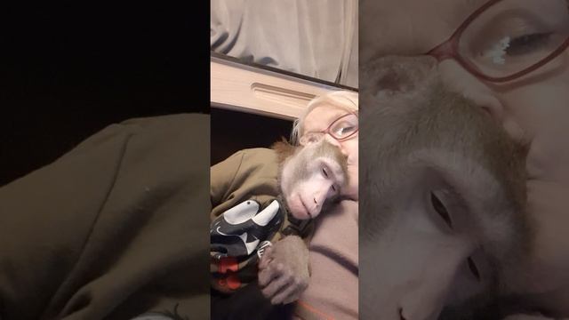 Все "фукалки" проходят мимо, остальным добро пожаловать #monkey #обезьяна #macaque #макака смотреть онлайн