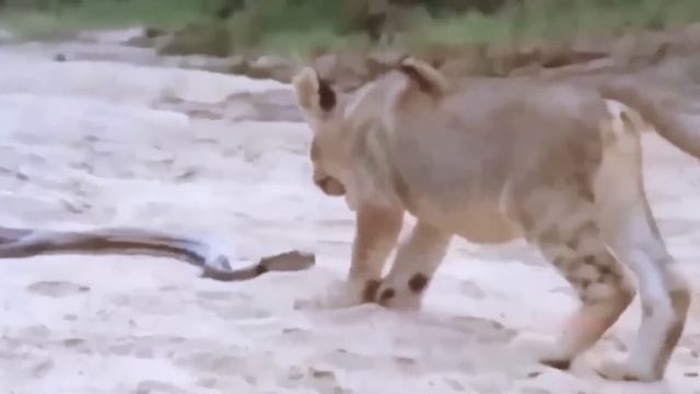 Unbelievable Gorilla Fights To Save Fellow In The Grip Of Giant Python Wild Animals Attacked смотреть онлайн